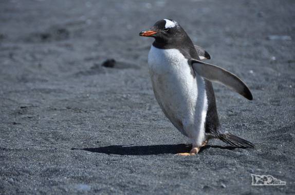 Um pequeno pinguim gentoo caminha na praia de Gold Harbour, na Geórgia do Sul